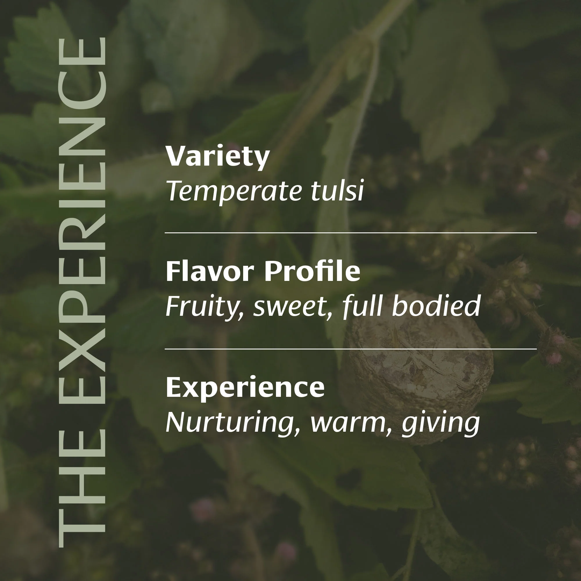 Centered Ritual Tulsi™ - Image 3