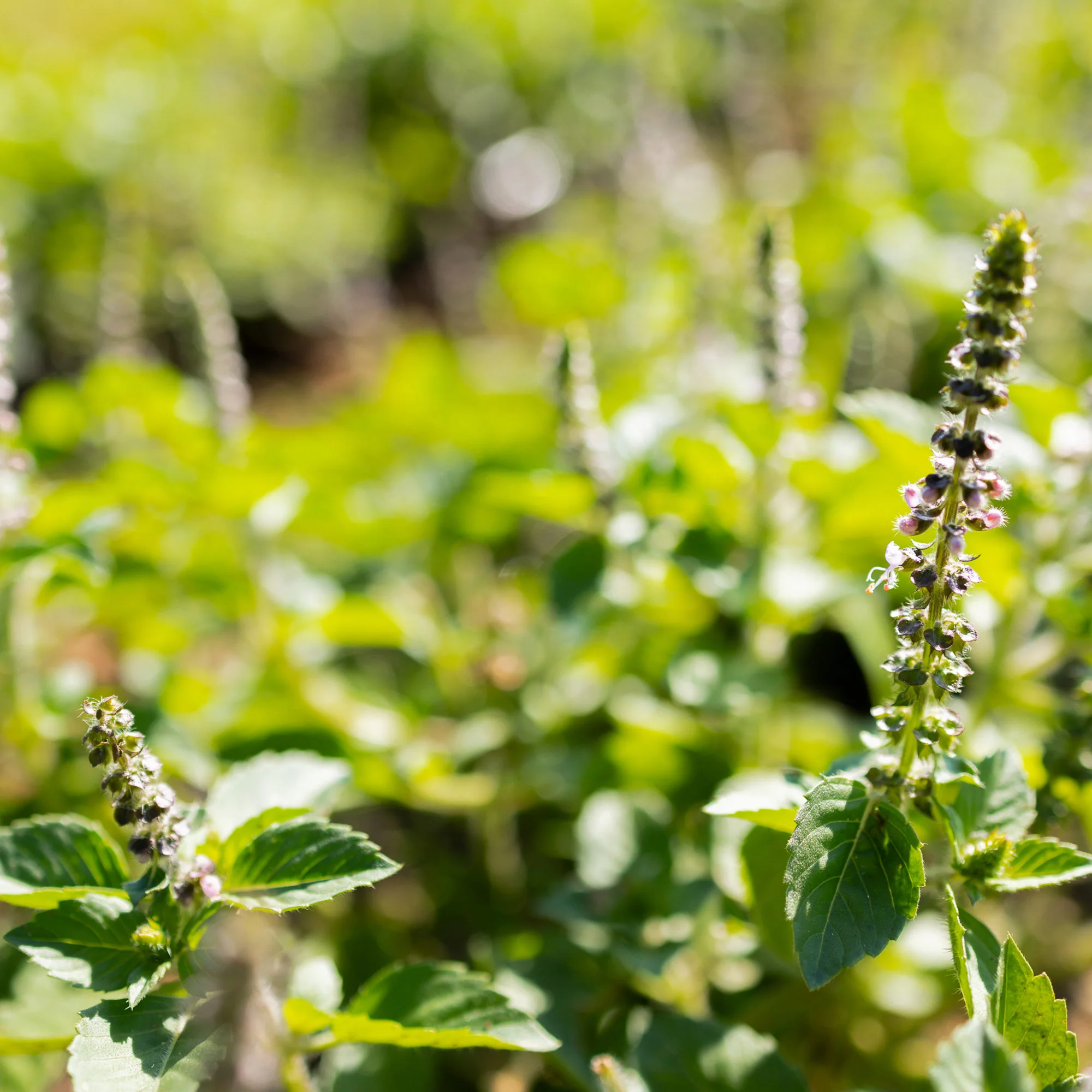 Centered Ritual Tulsi™ - Image 6