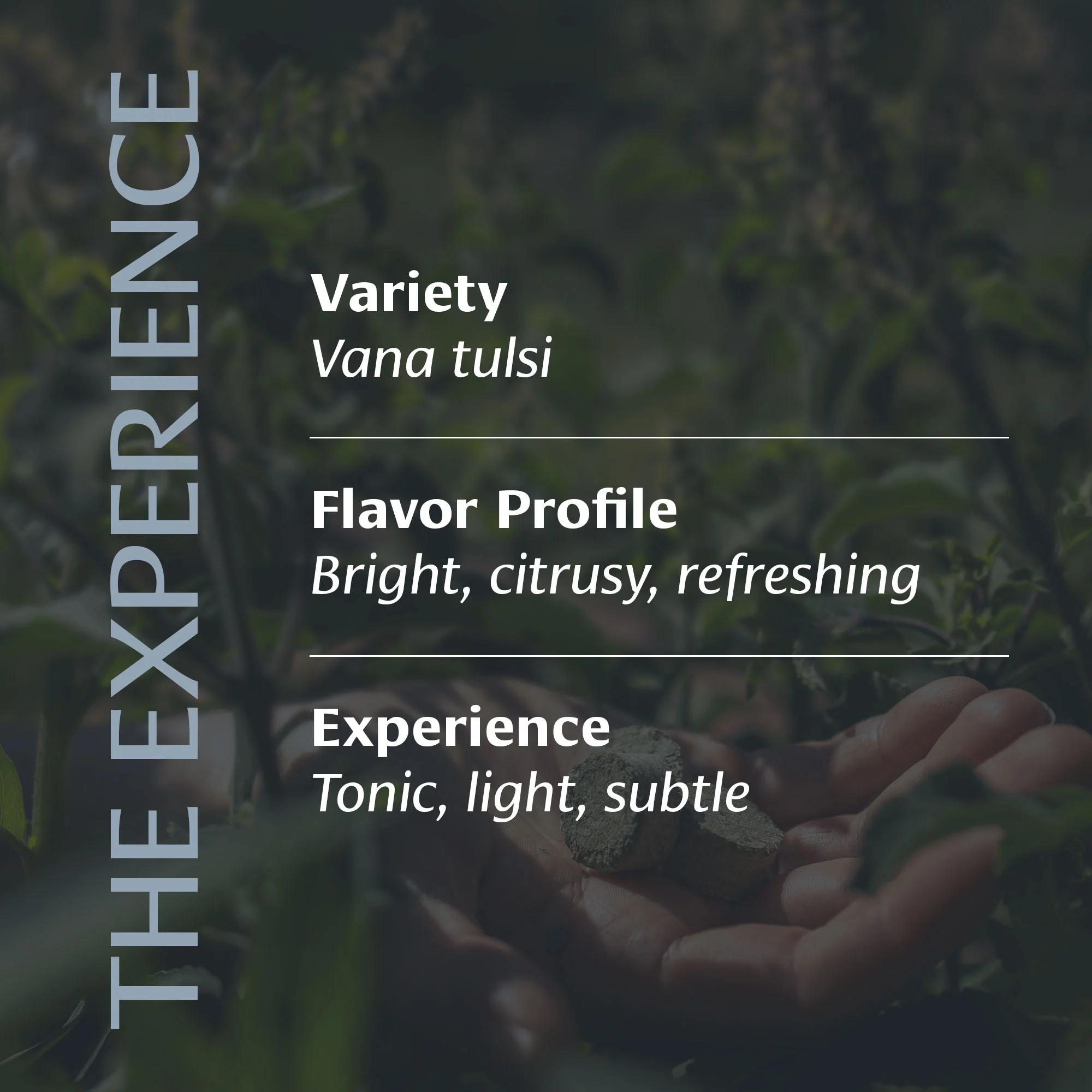 Clarifying Ritual Tulsi⢠- Image 3