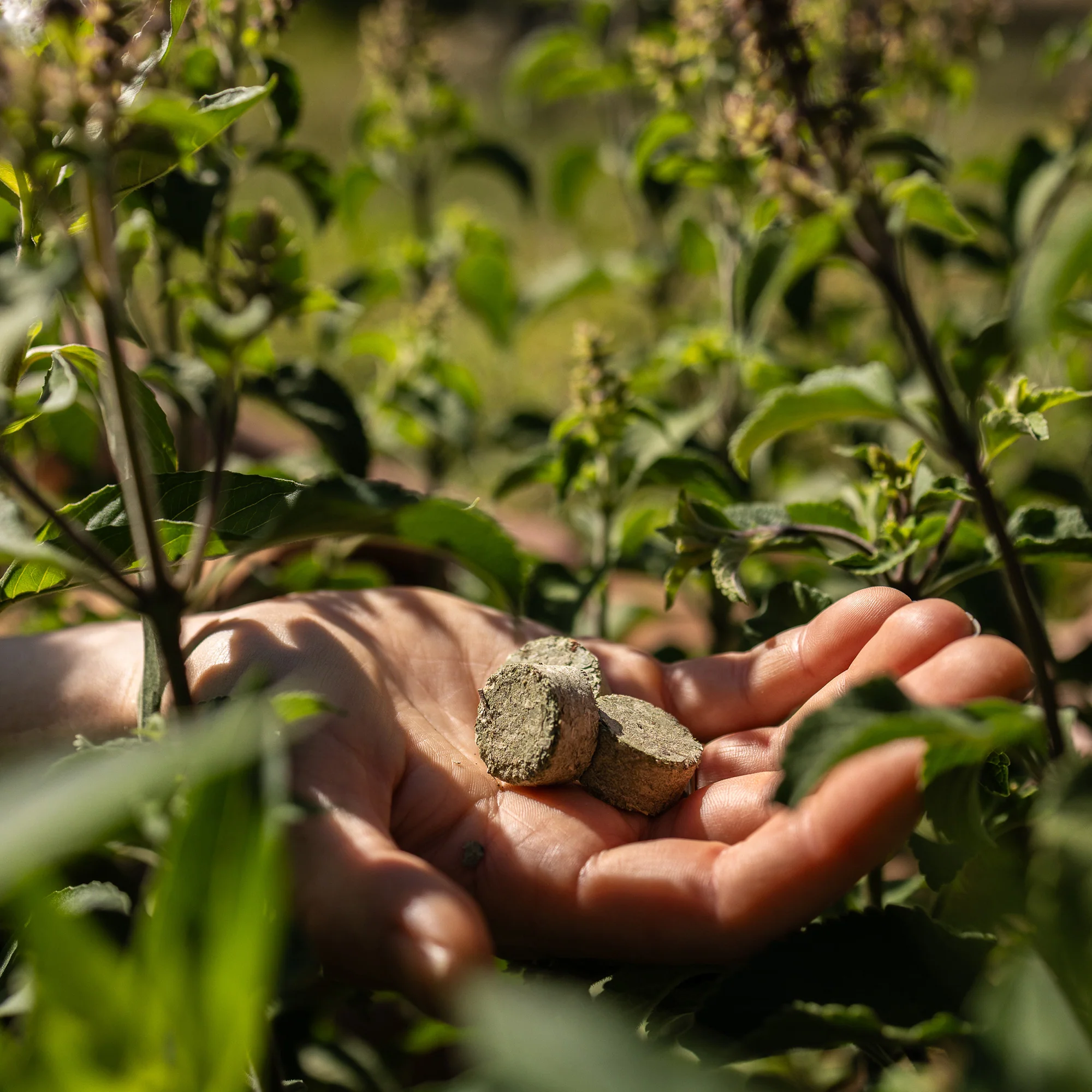Clarifying Ritual Tulsi⢠- Image 6