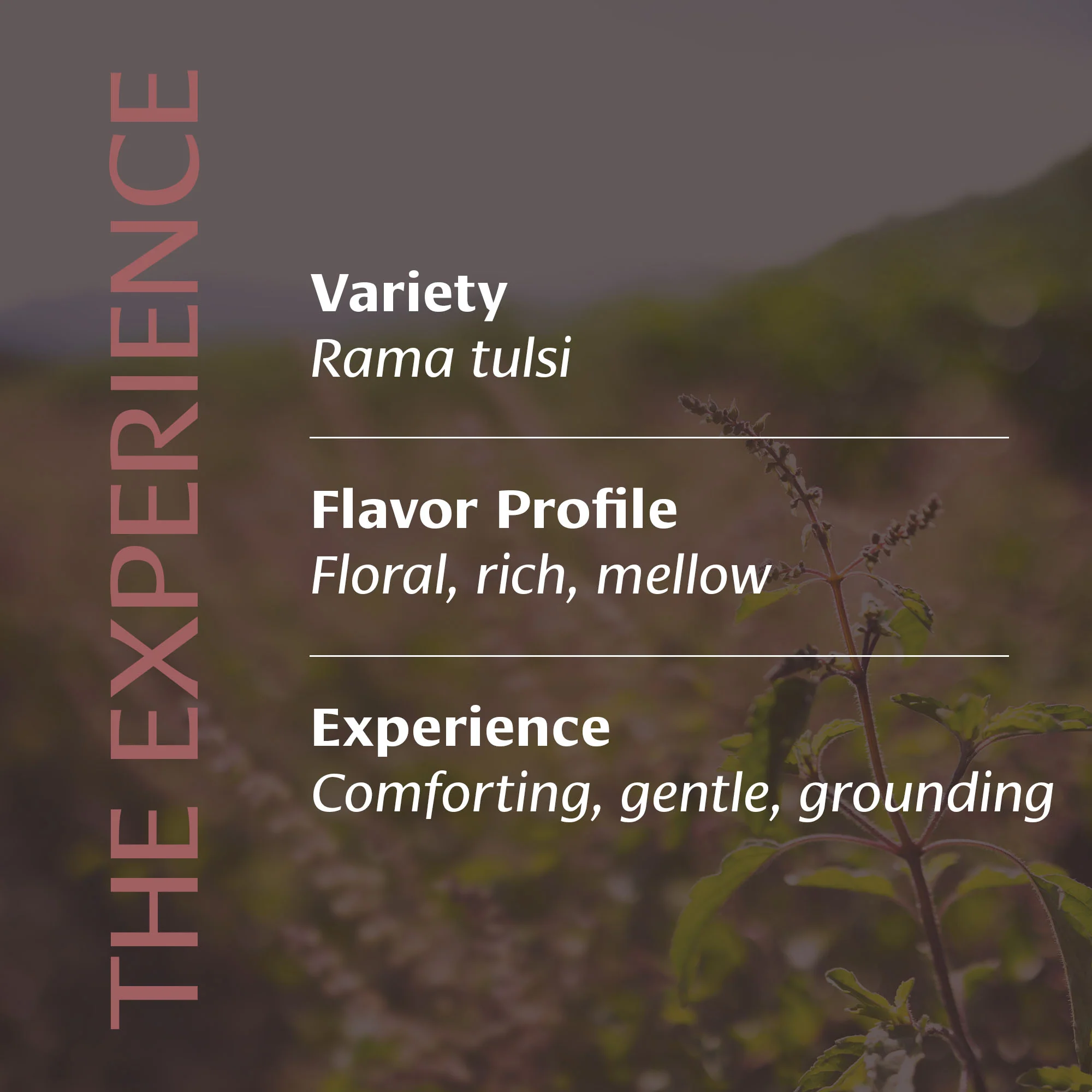 Earthy Ritual Tulsi™ - Image 3