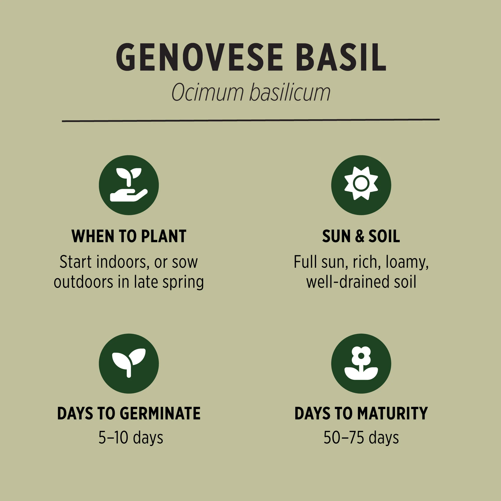 Organic Basil Seeds - Image 3