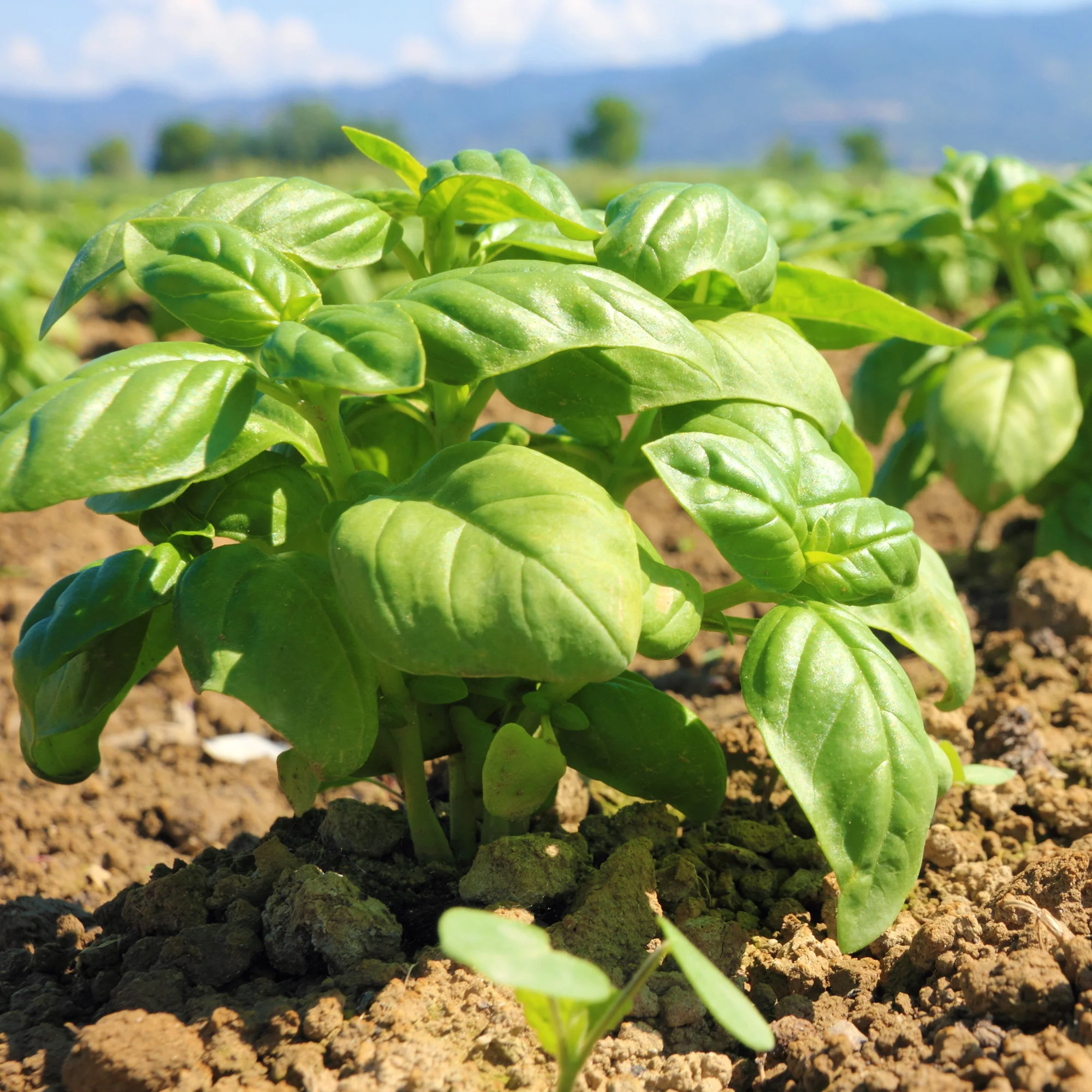 Organic Basil Seeds - Image 7