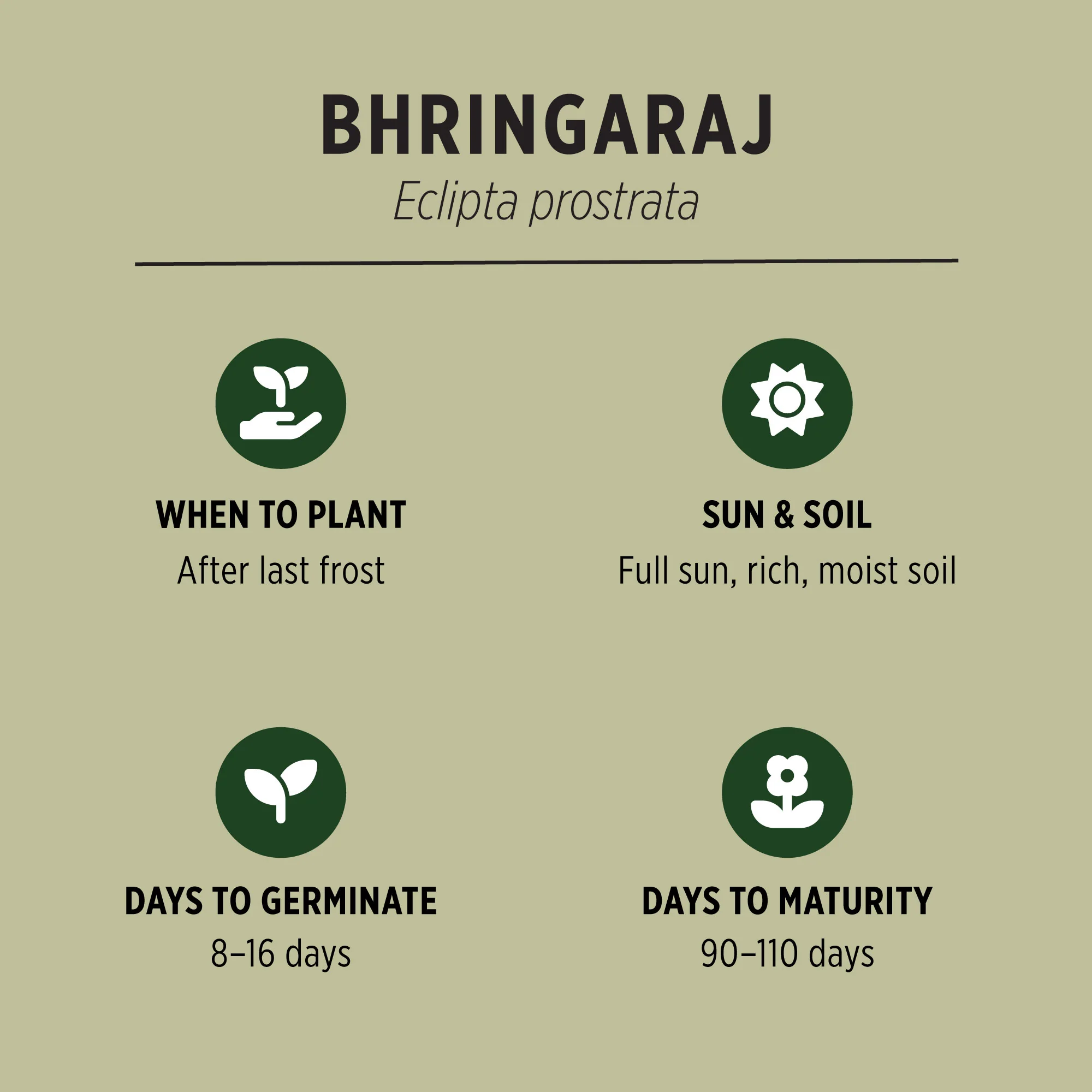 Organic Bhringaraj Seeds - Image 3