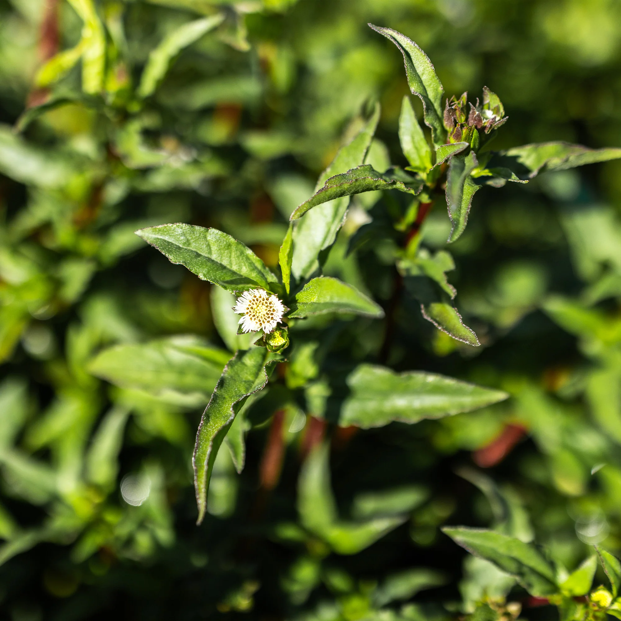 Organic Bhringaraj Seeds - Image 4