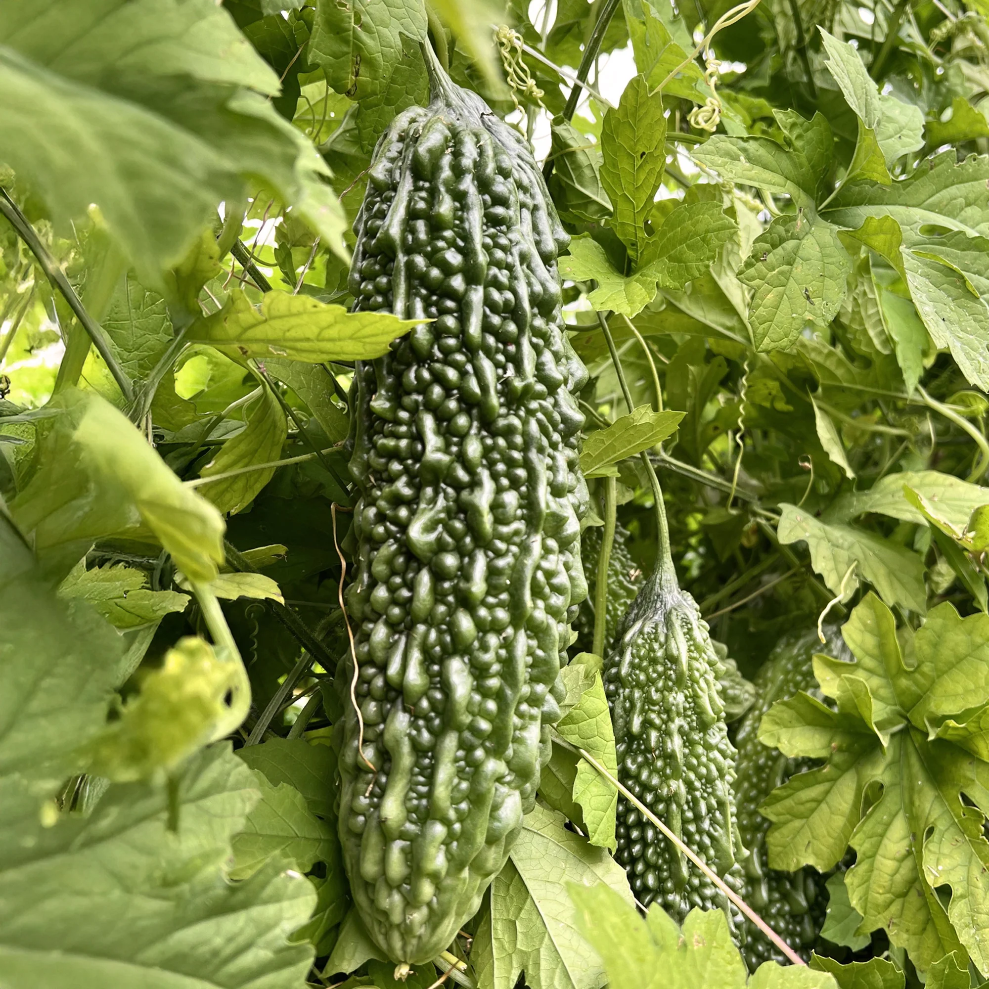 Organic Bitter Melon Seeds - Image 6