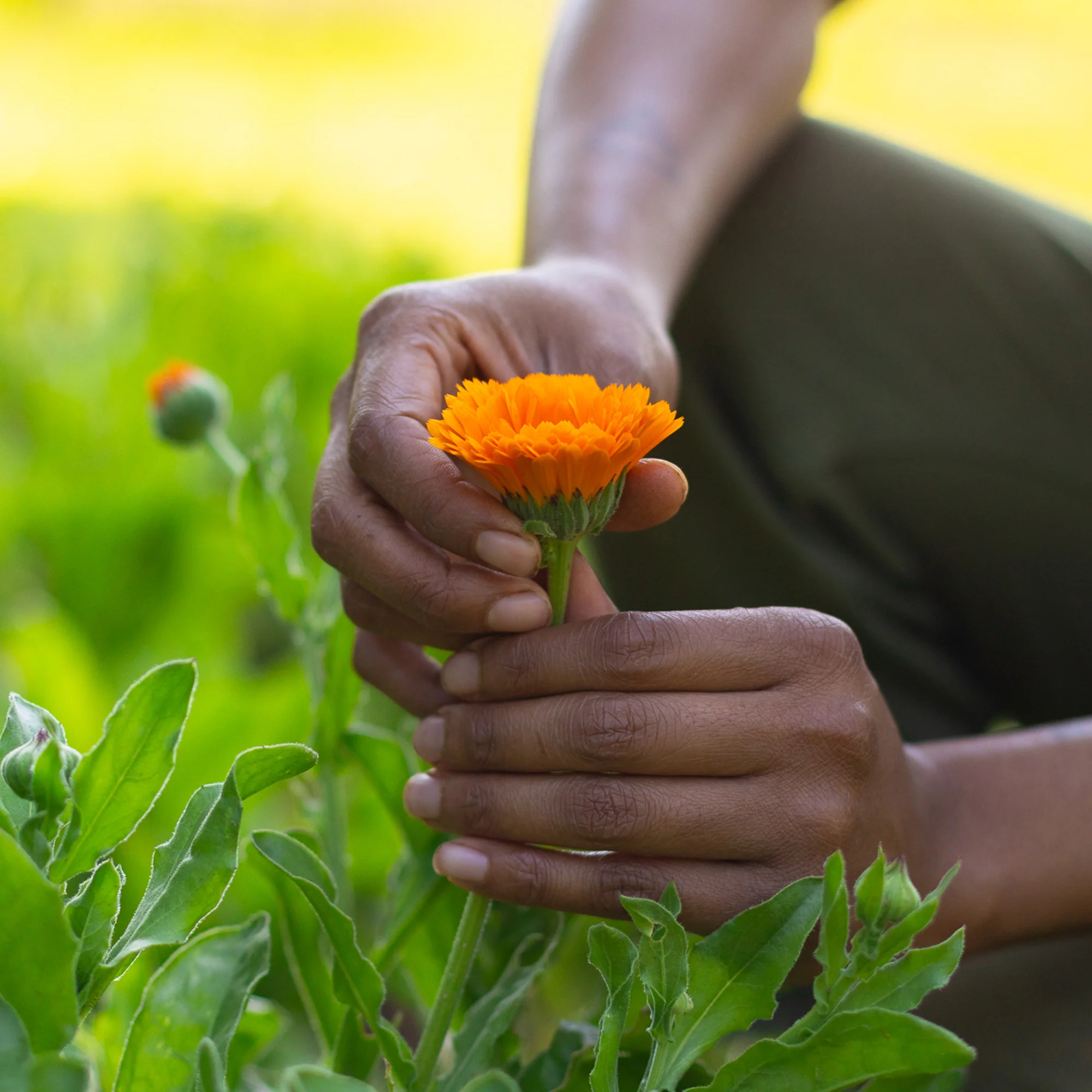 Organic Calendula Seeds - Image 4