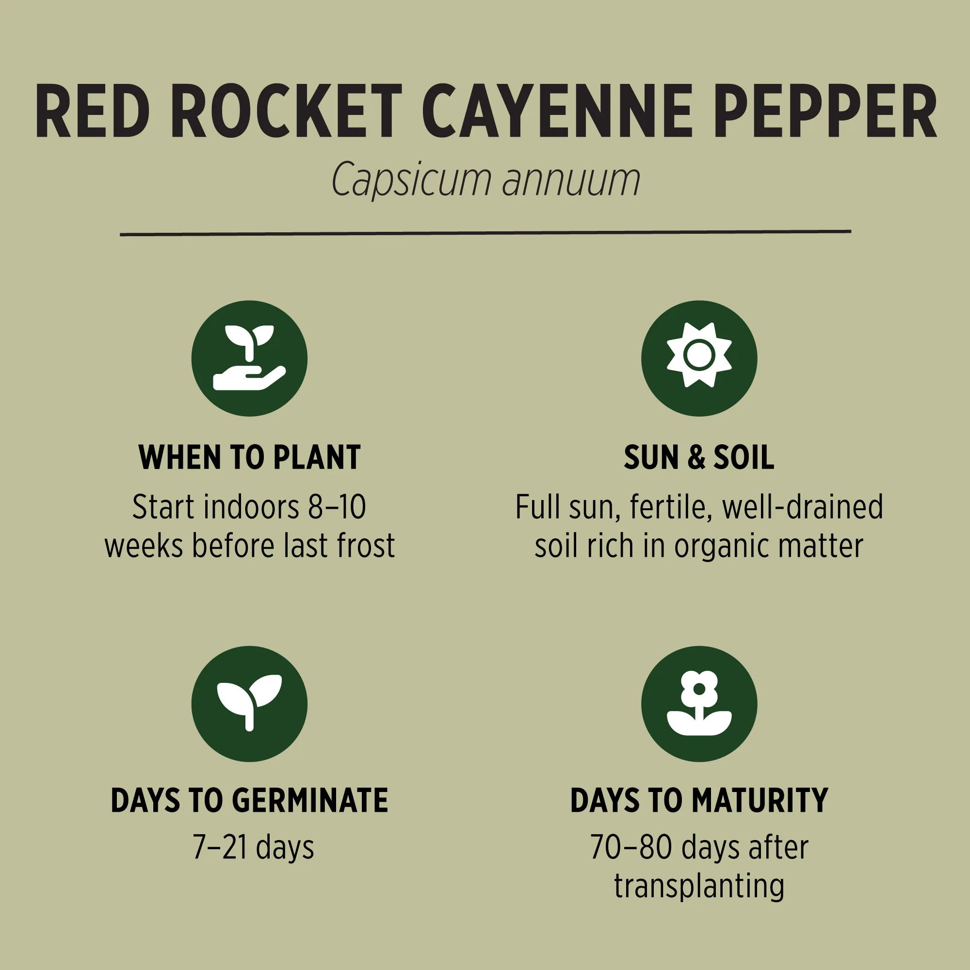 Organic Cayenne Pepper Seeds - Image 3