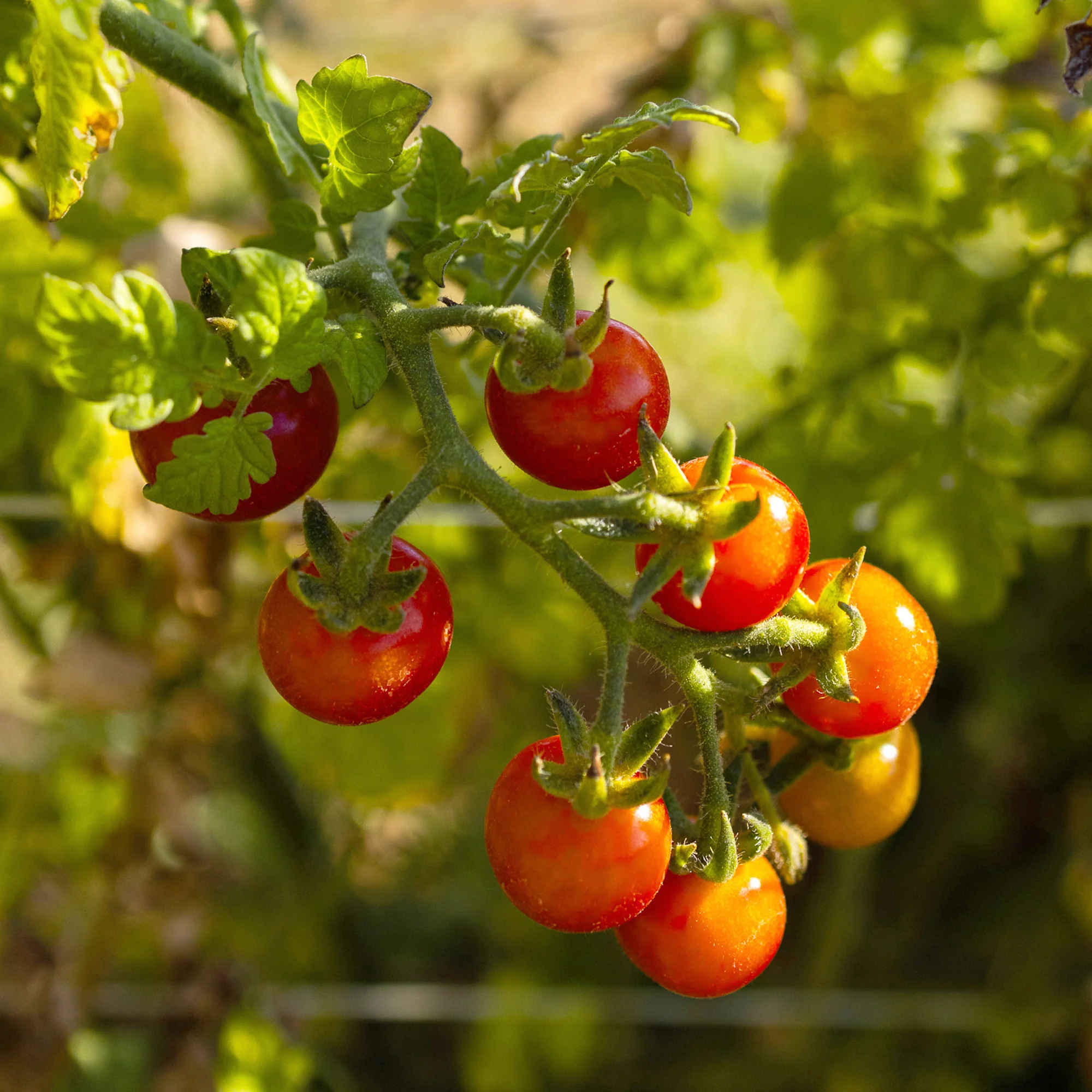 Organic Cherry Tomato Seeds - Image 6
