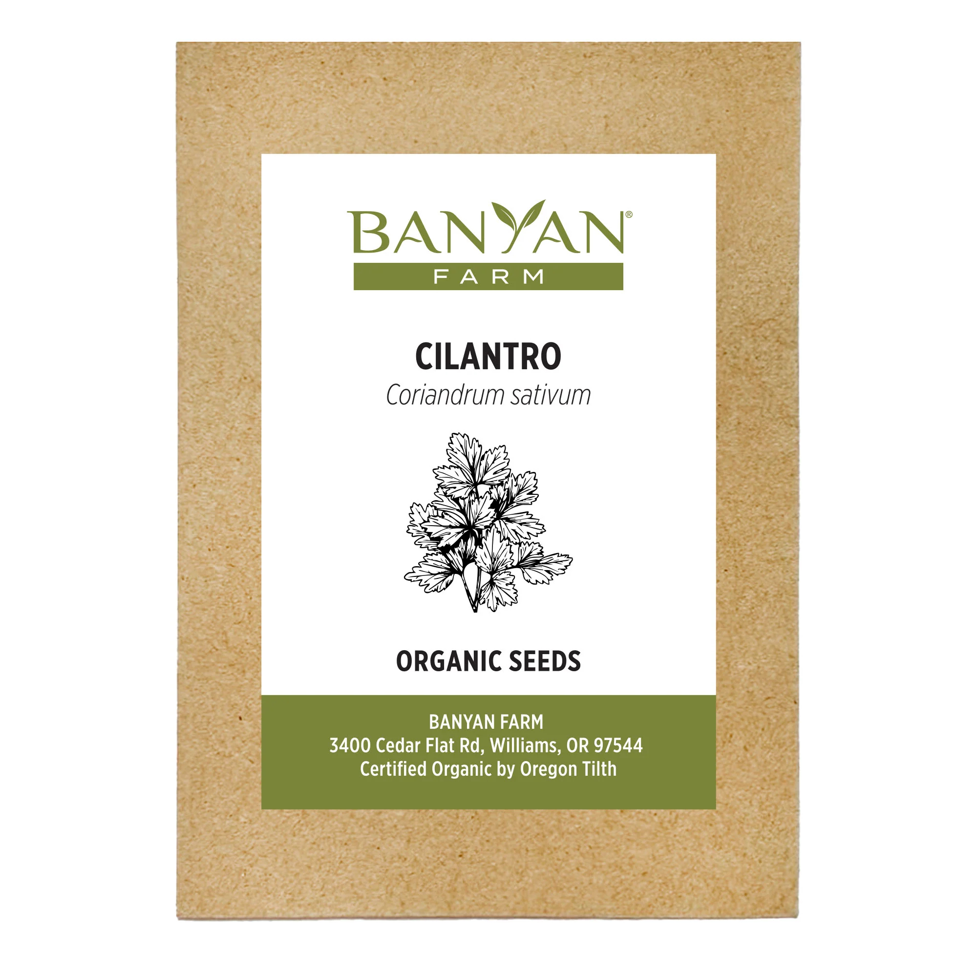 Organic Cilantro Seeds - Image 2