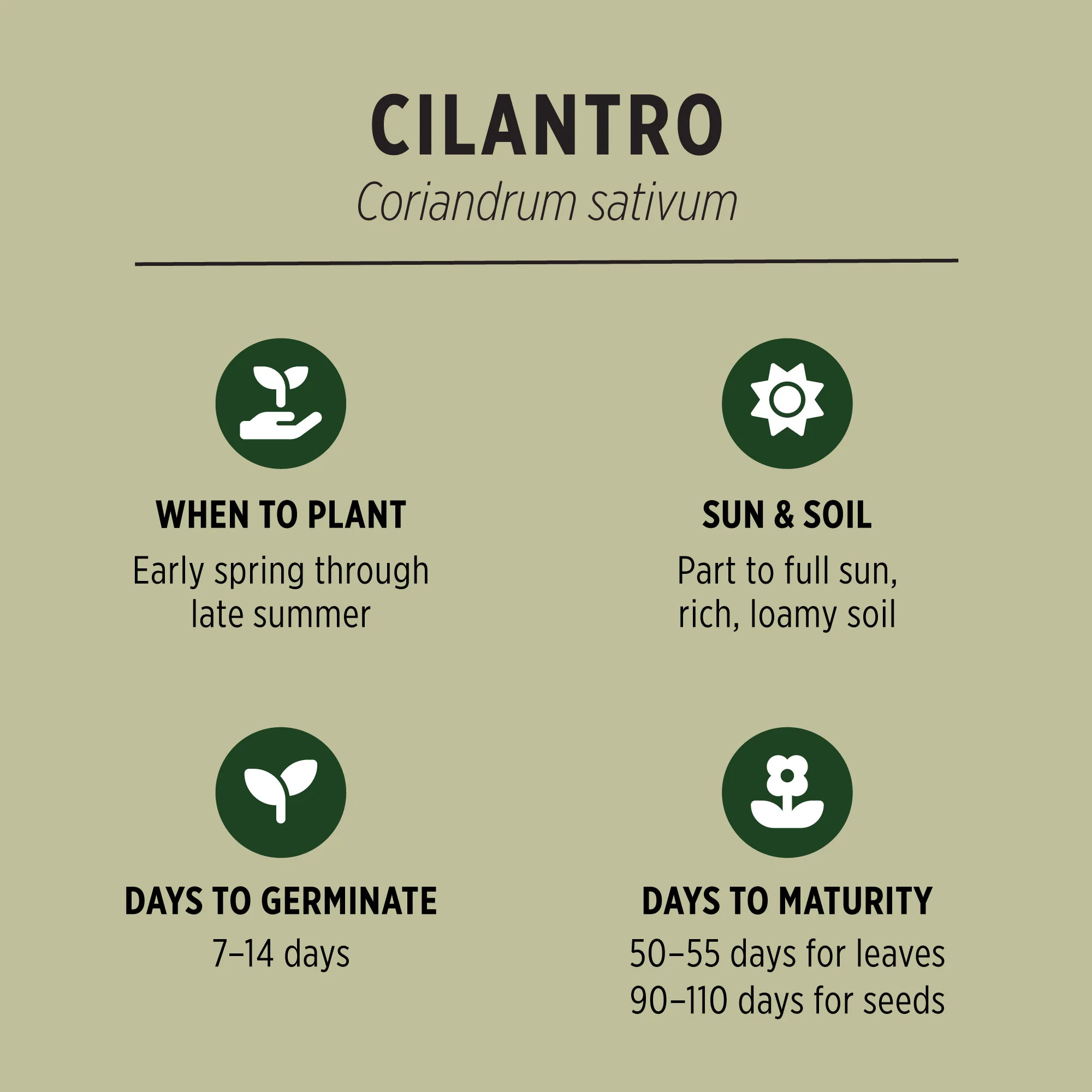 Organic Cilantro Seeds - Image 3
