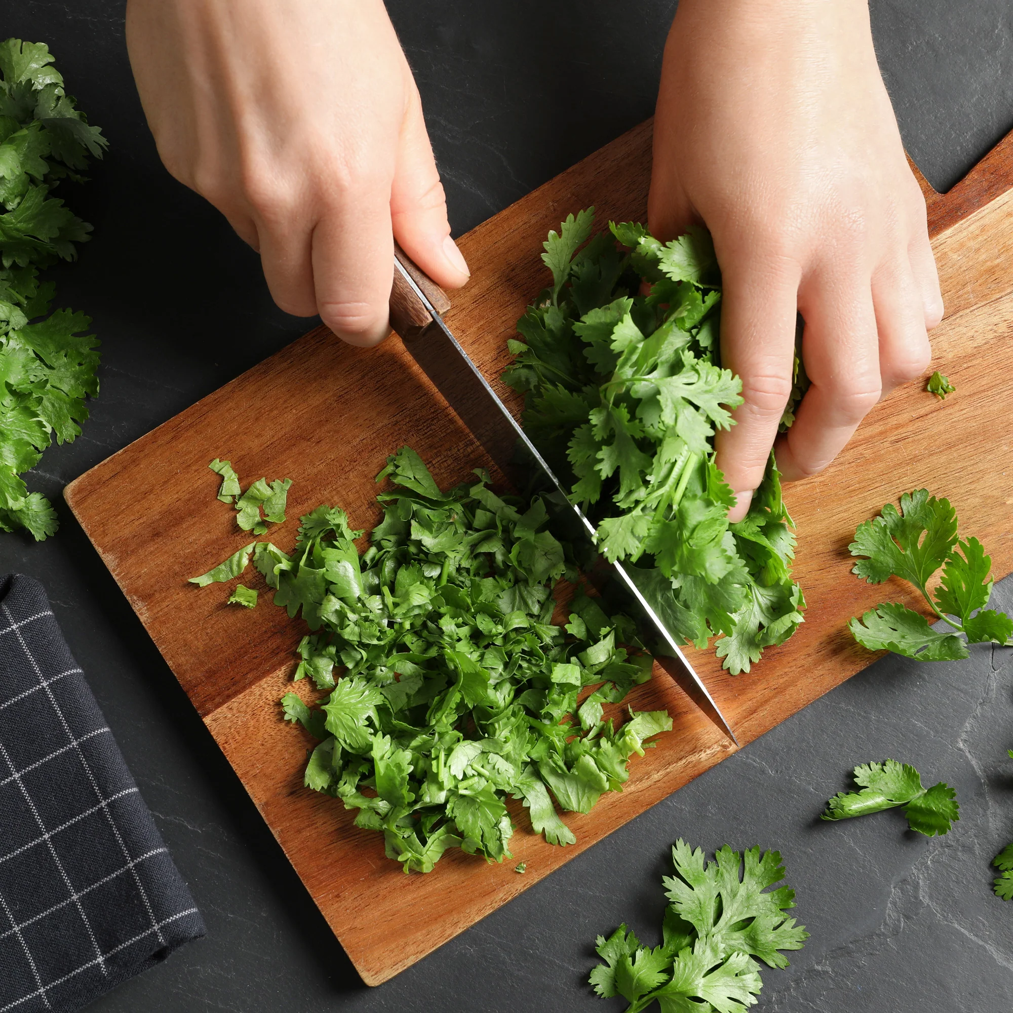 Organic Cilantro Seeds - Image 4