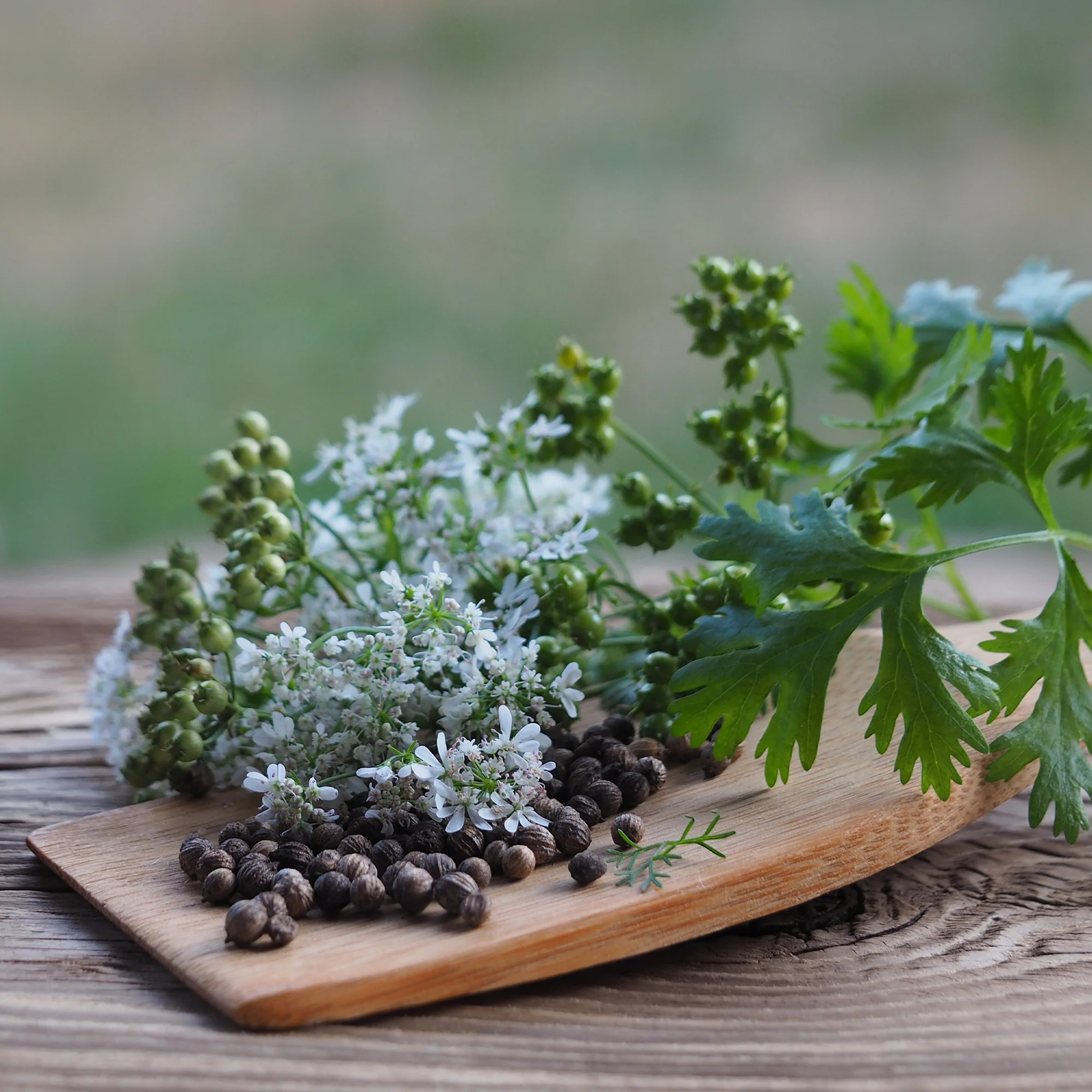 Organic Cilantro Seeds - Image 7