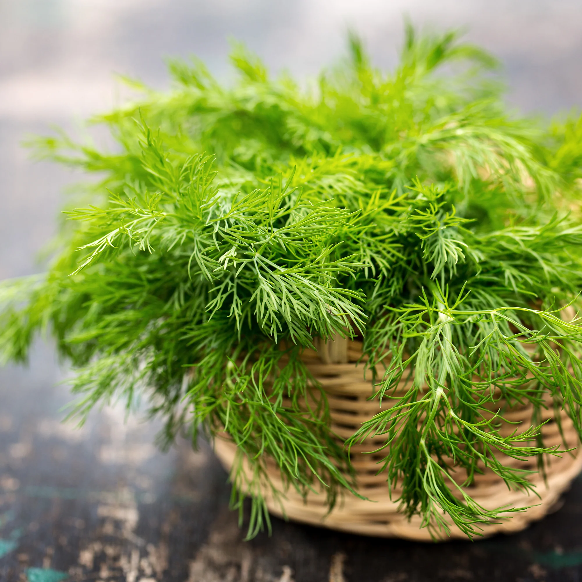 Organic Fennel Seeds