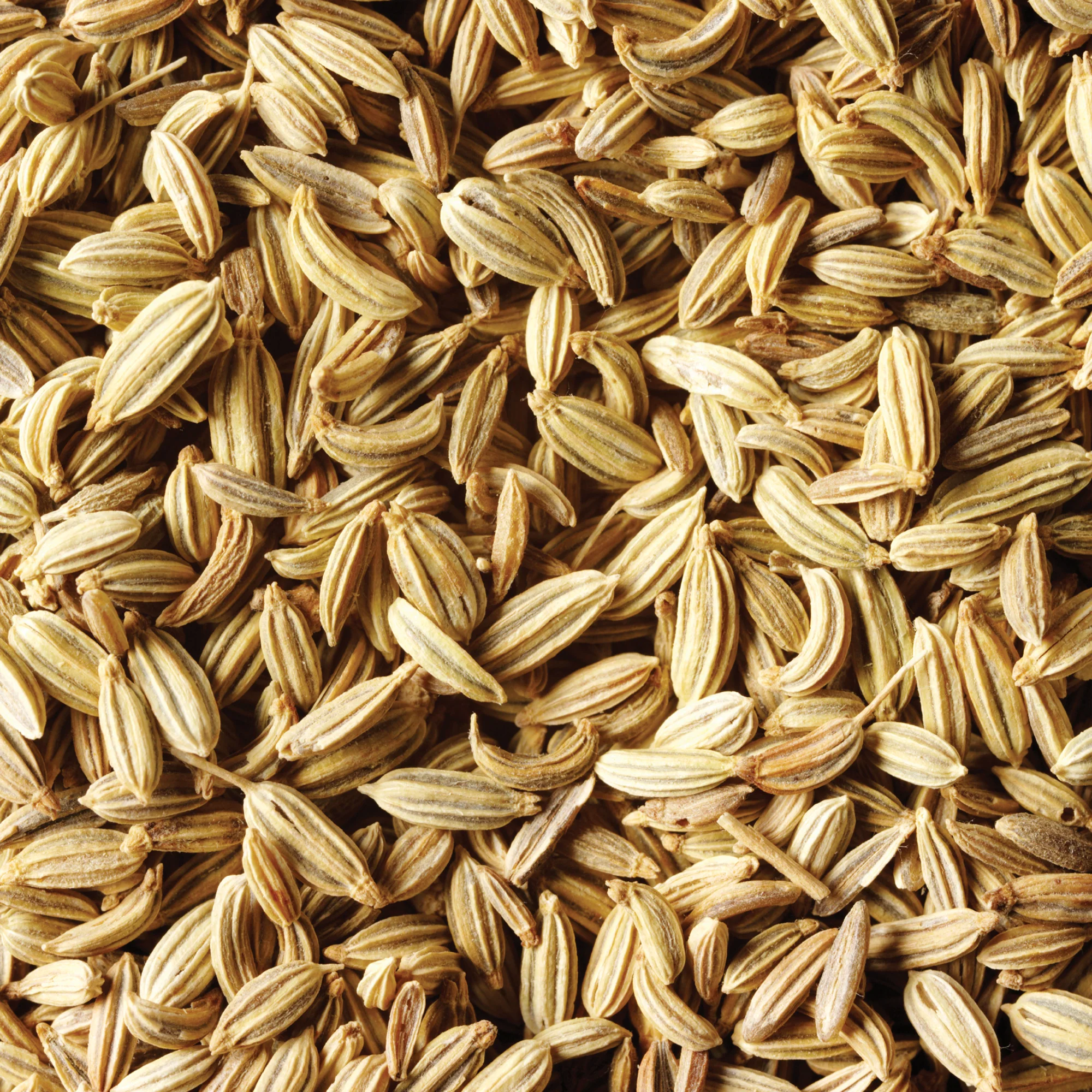 Organic Fennel Seeds - Image 8