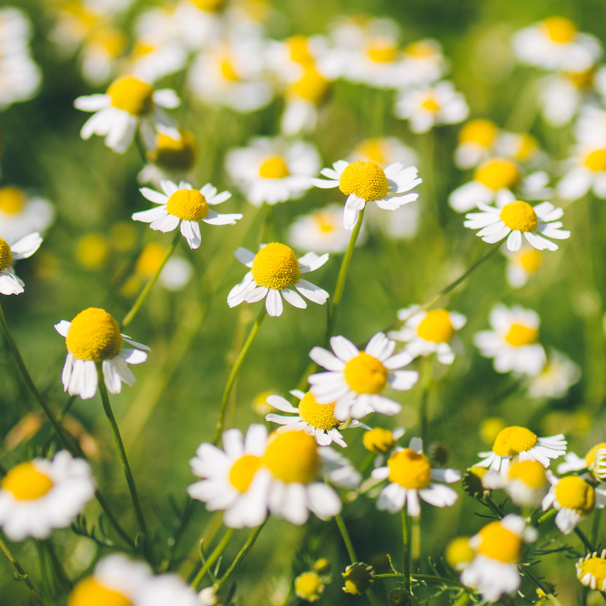 Organic German Chamomile Seeds - Image 8