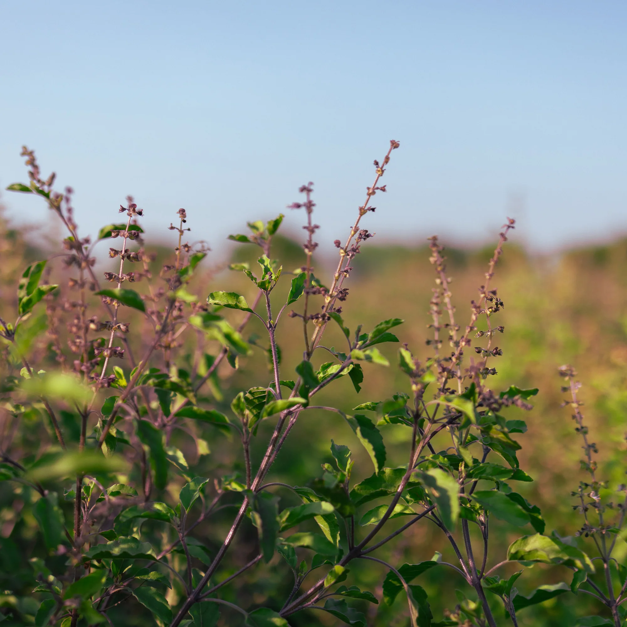 Organic Krishna Tulsi Seeds - Image 7