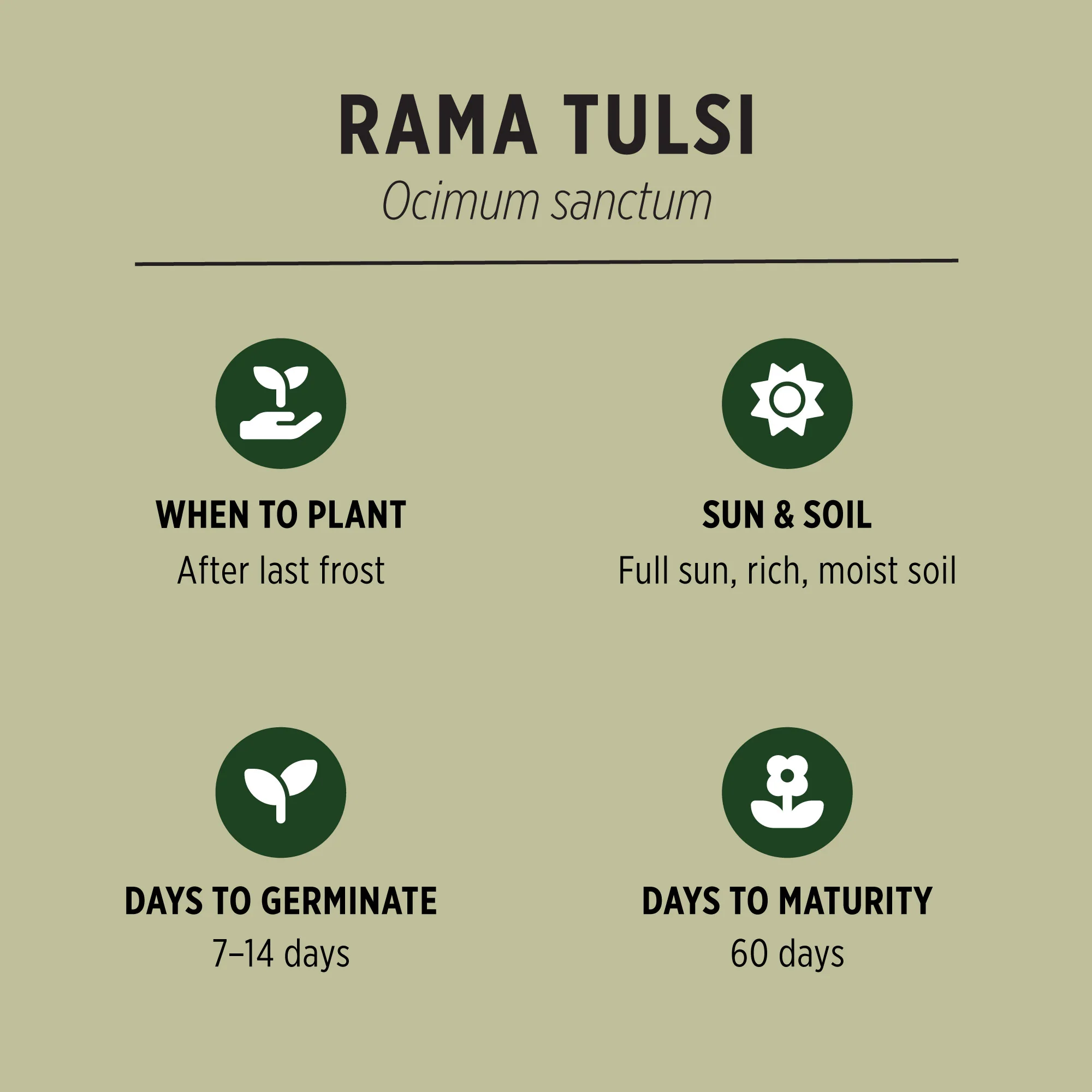 Organic Rama Tulsi Seeds - Image 3