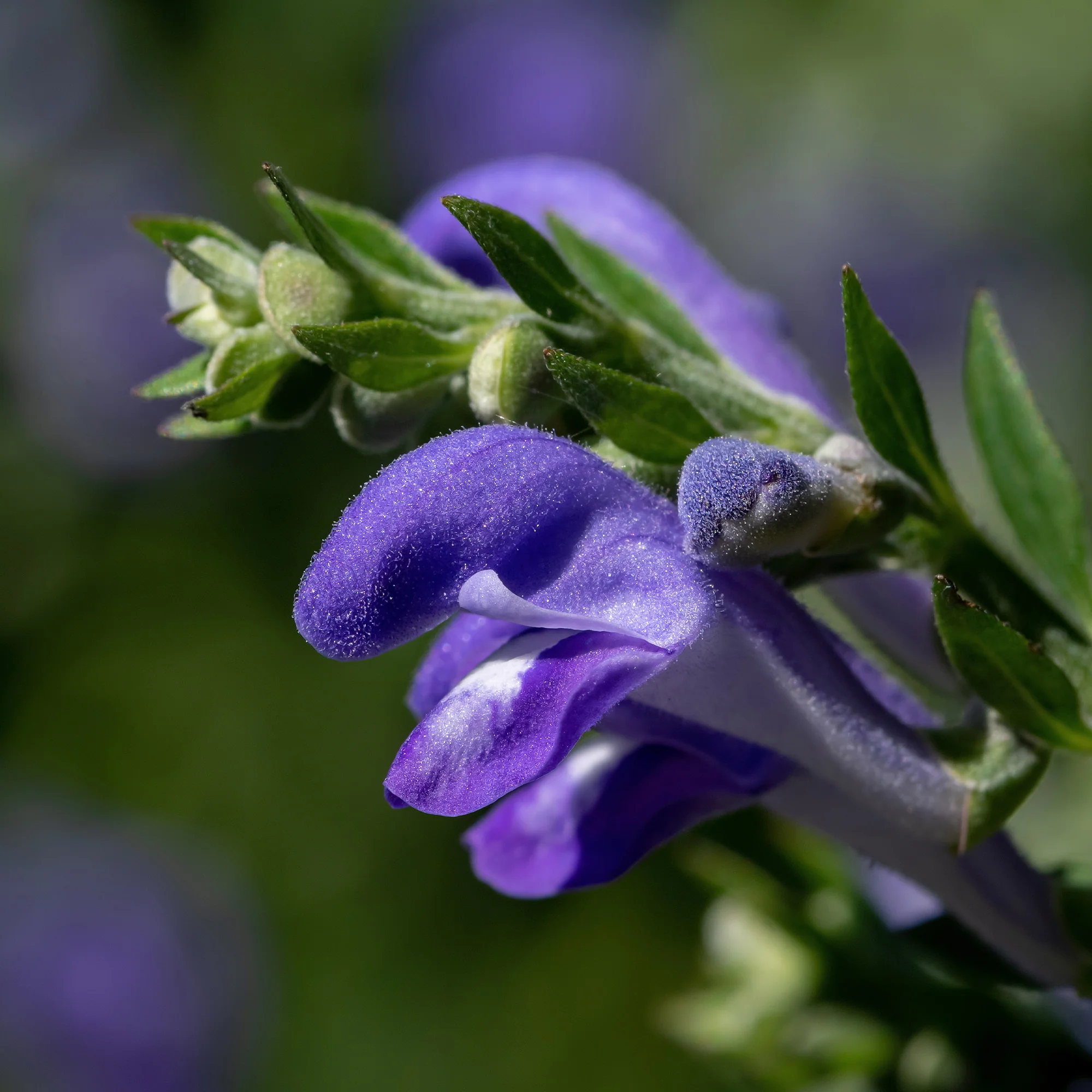 Organic Skullcap Seeds - Image 4
