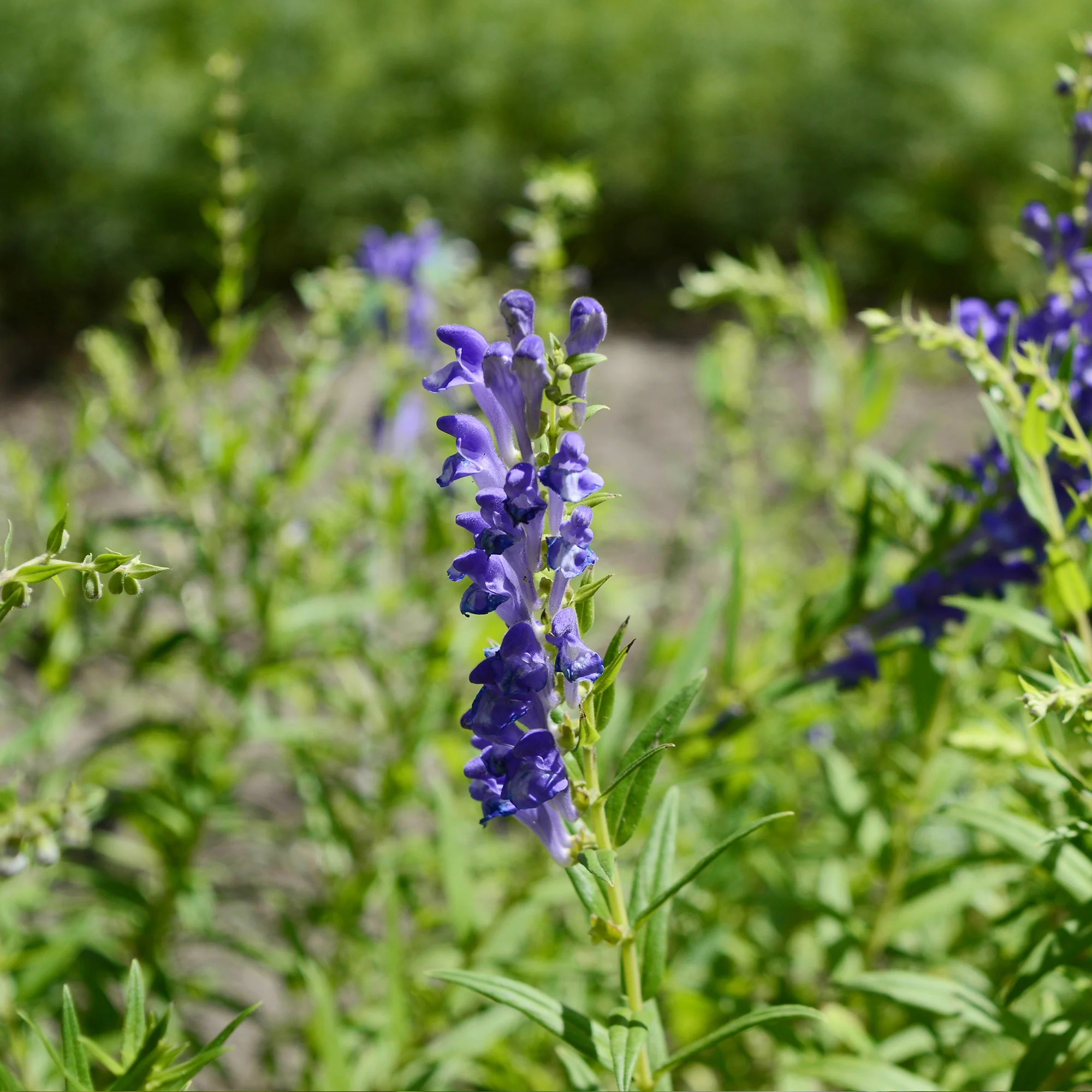 Organic Skullcap Seeds - Image 7