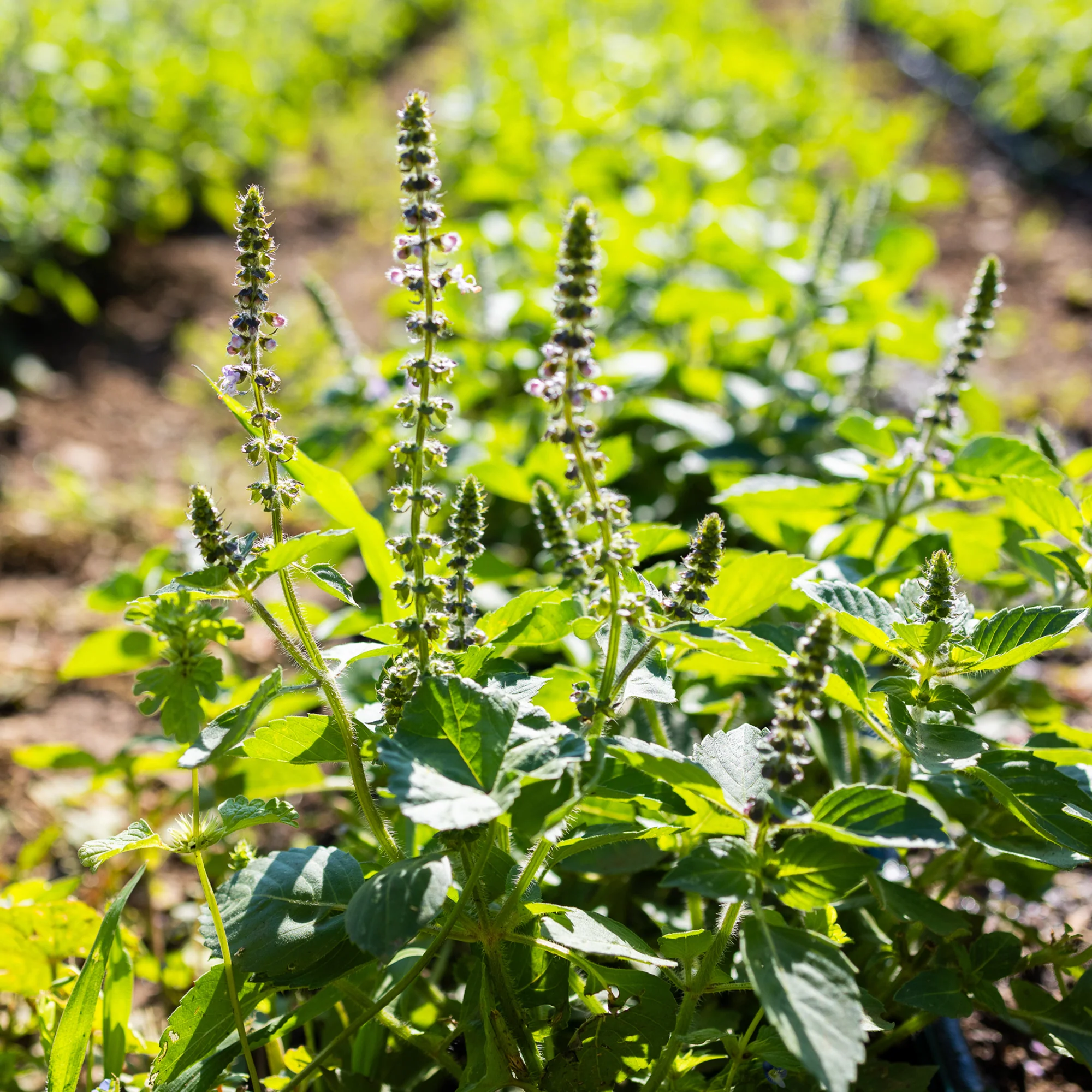 Organic Temperate Tulsi Seeds - Image 7