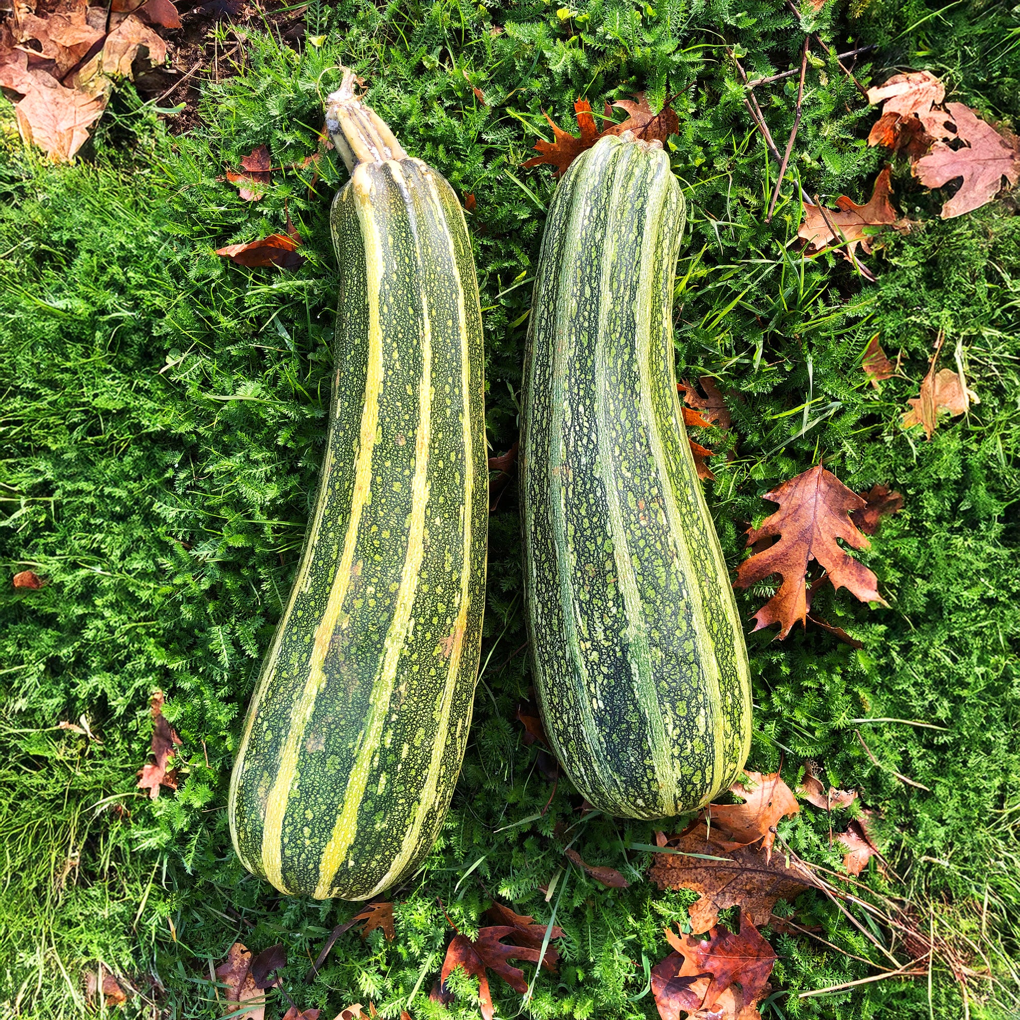 Organic Zucchini Seeds - Image 4